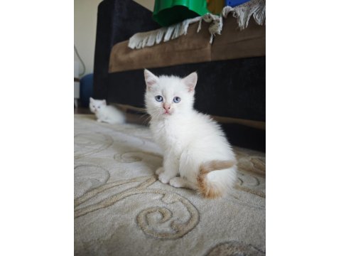 British Siyam Melezi Kediler