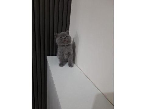 2 Aylık British Shorthair Erkek Yavru