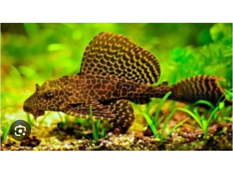 A Kalitesi İki Adet Büyüyebilen Vatoz