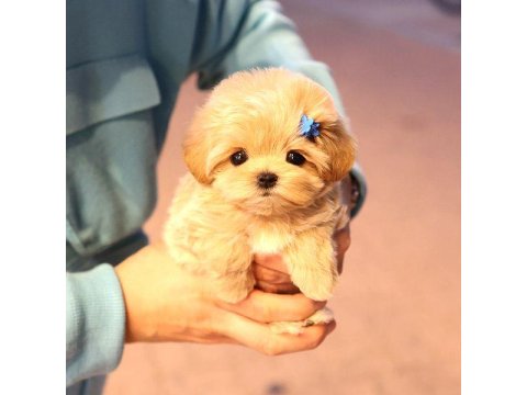 Maltipoo Cinsi Bebek Köpekler