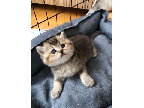 Show Black Golden Ny25 British Shorthair