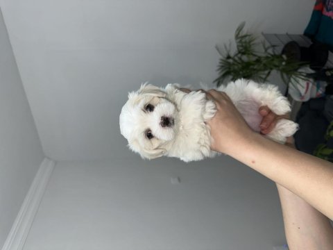 Minik Maltese Yavrularımız Yeni Yuvalarını Bekliyorlar