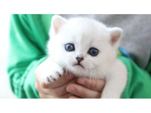 British Golden Baba Yavrusu Scottish Fold Yavru Kediler