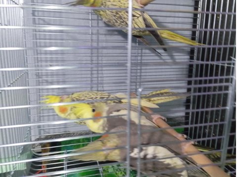 Yavru Sultan Papağanımız