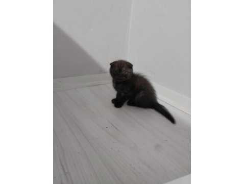 Scottish Fold Kedimiz İstanbul Tuzla