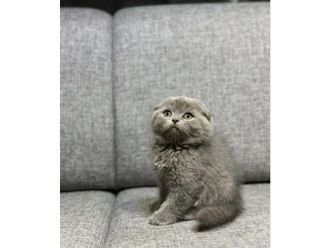 Gri Scottish Fold Kedilerim