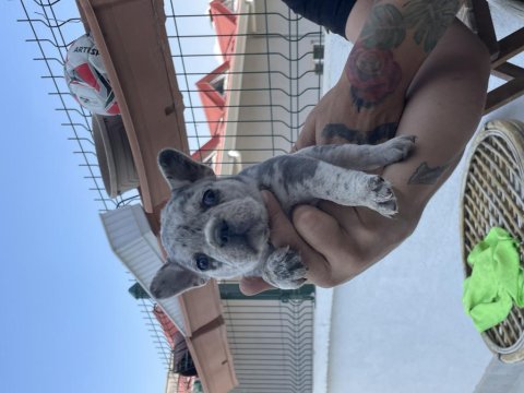 Koca Kafa Mavi Göz Erkek Köpekler