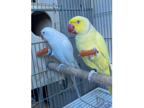 Mutasyon Pakistan Papağanı Takım