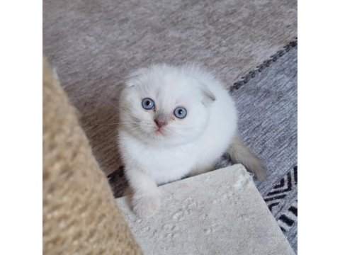 Koca Kafalı Scottish Fold Miniğim
