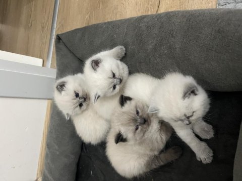 British Longhair Yavru Kediler