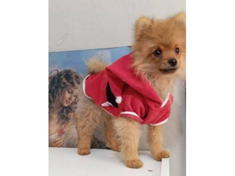 3 Buçuk Aylık Erkek Pomeranian