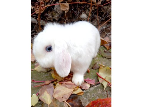 Hollanda Lop Tavşanları