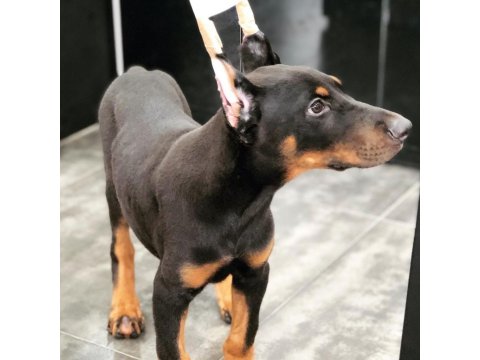 Show Kalite Doberman Köpekler