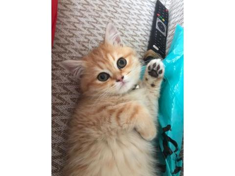 British 3 Aylık Dişi Yavru