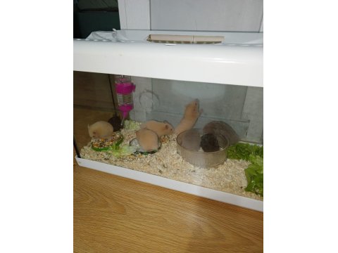 4 Haftalık Evcil Suriye Hamsterları Yeni Yuvalarını Bekliyor