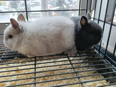 Türkiye'nin Her İline Gönderim Cüce Tavşan Yavruları