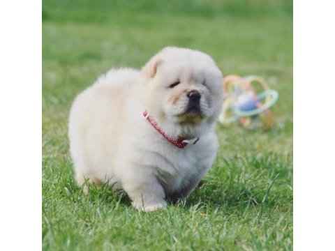 Mükemmel Kalite Chow Chow Köpeği Yavruları