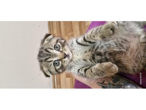 2 Aylik Scottish Fold