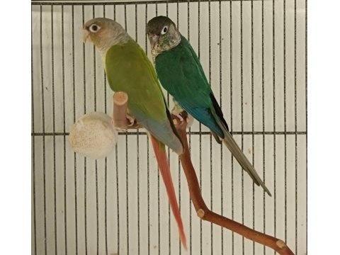 Dna Belgeli Konur Papağanı Takım 81 İle Gönderim Vardır