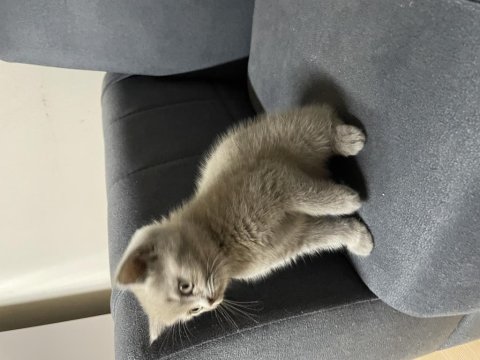 2 Aylık British Shorthair Kedilerimiz Yuva Arıyor