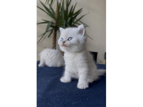 Premium Scottish Ve British Yavruları 45 Günlük