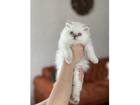 Güzellik Abidesi British Longhair Yavru