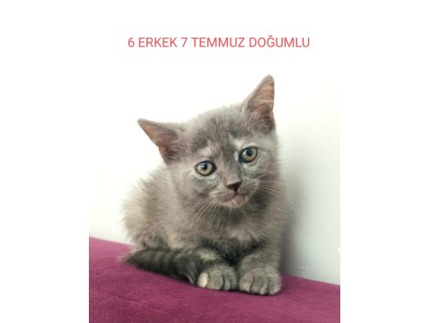 British Shorthair Yavruları