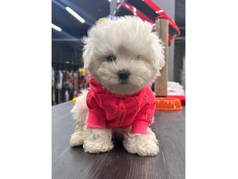 Minik Kalan Büyümeyen Maltipoo Bebekler