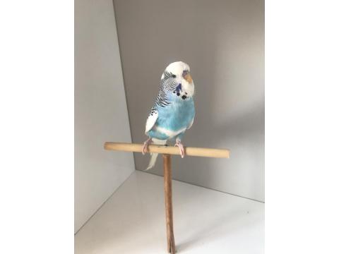 Bulut Mavisi Takım Muhabbet Kuşlar