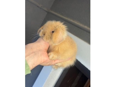 Safkan Hollanda Lop Tavşanlar Her Yere Gönderim