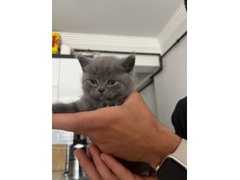 Lokum British Bebeklerimiz