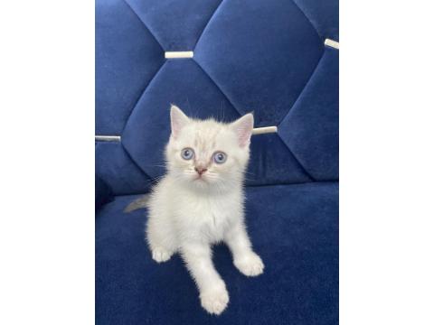 Beyaz British Shorthair Yavrular
