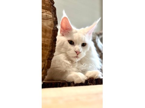 Safkan, Anne Ve Babası Şecereli Dişi Maine Coon **Uygun**