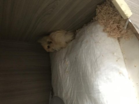 Guniea Pig Sahiplendirme Acil