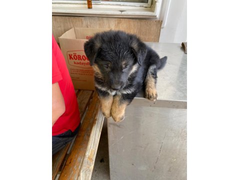 Alman Kurdu Köpeğimiz