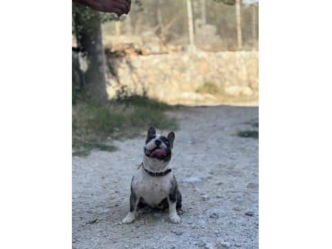 2 Yaşında Dişi Blue Merle French Bulldog
