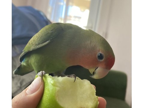 Dört Aylık Sevda Papağanım