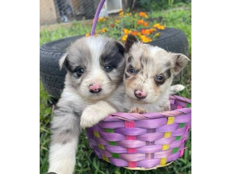 Border Collie Yavru Köpekler