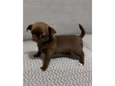 Safkan Kusursuz Yavrular Chihuahua Şivava