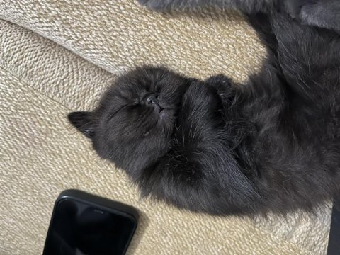 British Shorthair Yavrularımız Yuva Arıyor