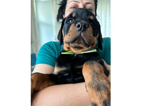 Koca Kafalı Rottweiler Bebekler