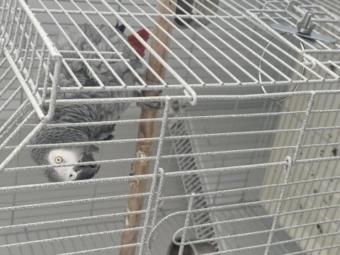 Üst Düzey Jako Papağanı