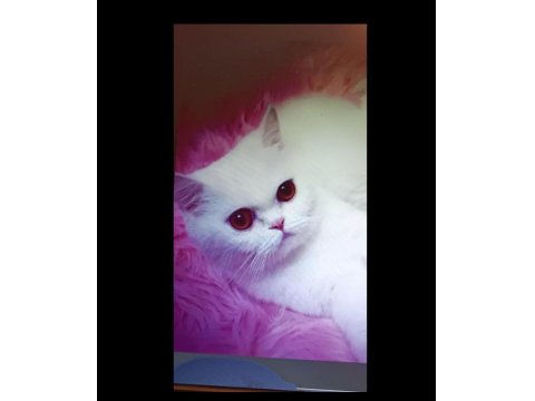 British Longhair Ve Shorthair Yavrular