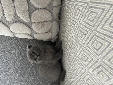 İzmir’in British Shorthair Prens Ve Prensesleri