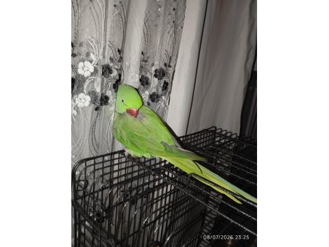 Alexander İskender Papağanı Konuşmaya Yatkın