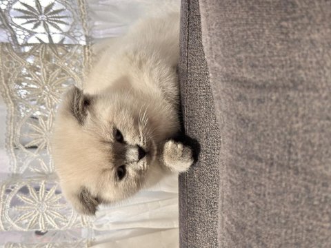 Scottish Fold Blue Point Erkek 65 Günlük