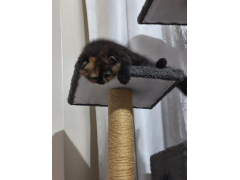 Scottish Fold Tortie