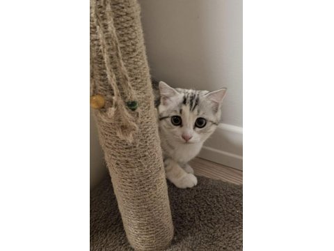 5 Aylık Dişi Scottish Kedisi