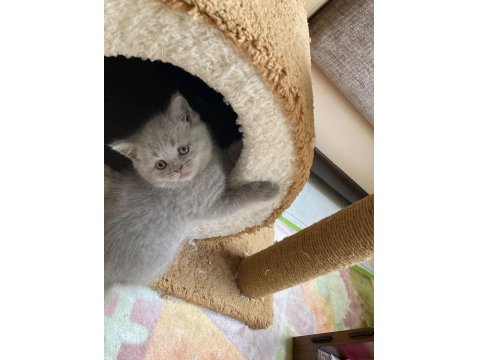 British Shorthair Lilac