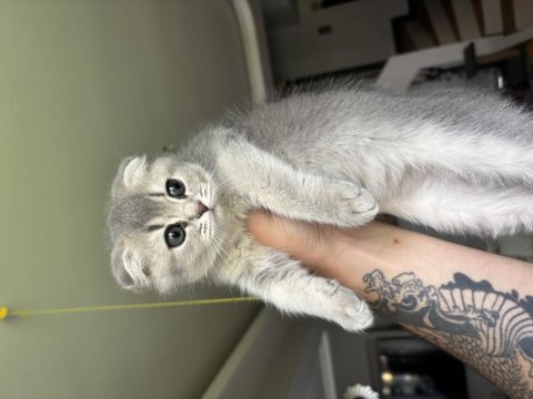 2 Aylık Eğitimli Minik Scottish Kedimiz